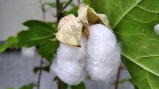 11/22（月）【コットンボールから糸へ。　　　綿仕事用の木の道具体験ワークショップ】の詳細です。